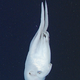 Image: MBARI